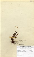 藏品(腺鱗毛蕨)的圖片